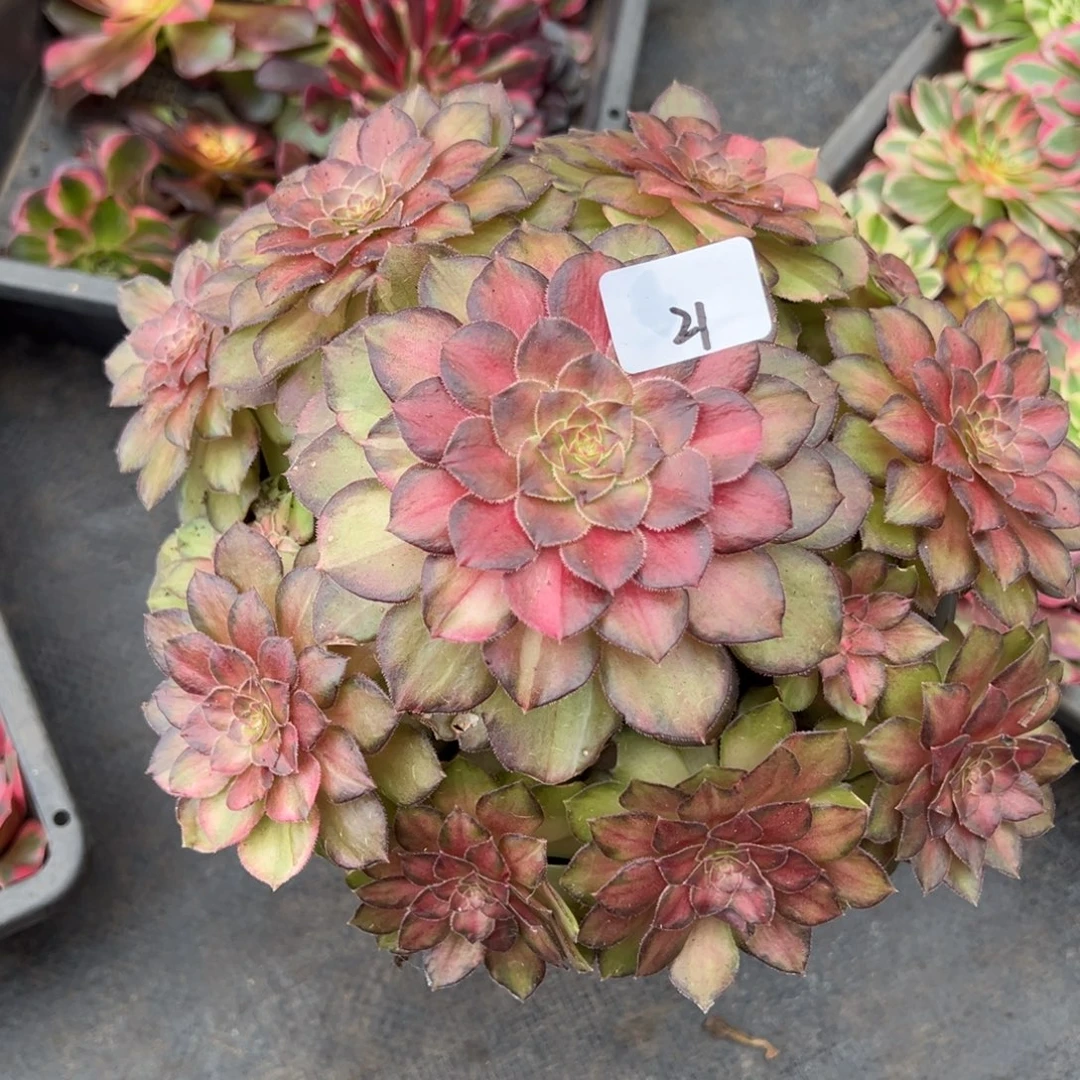 高***姐21光影多肉植物一