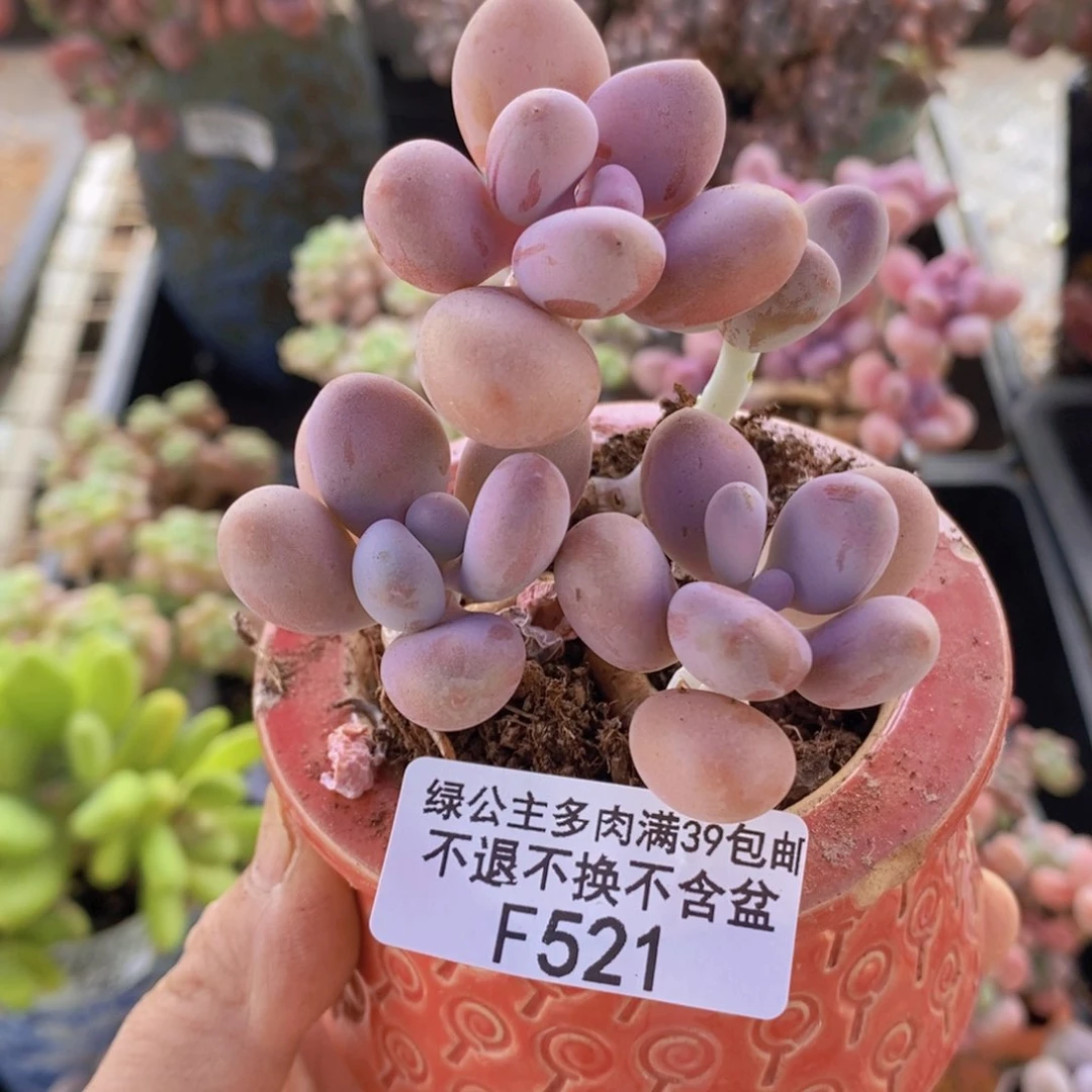 糖果桃蛋5cm521多肉