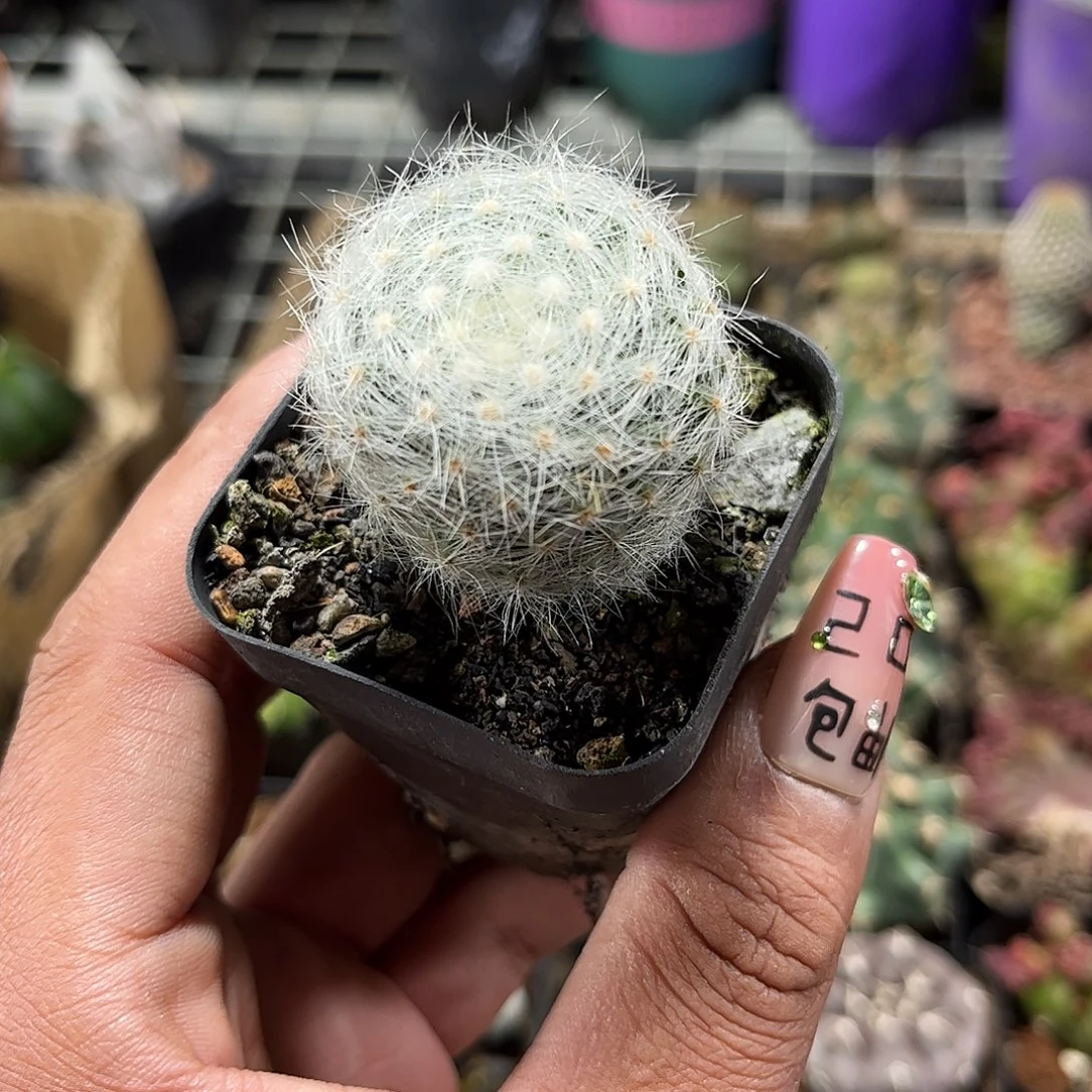 单头实生芳香丸单头发货