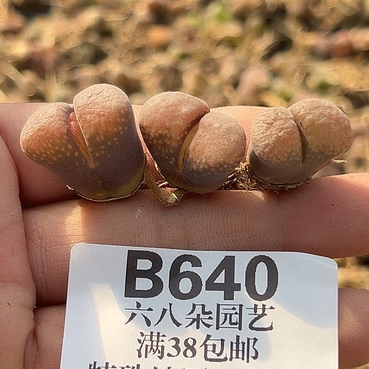 山***路无花朵640号风铃3个