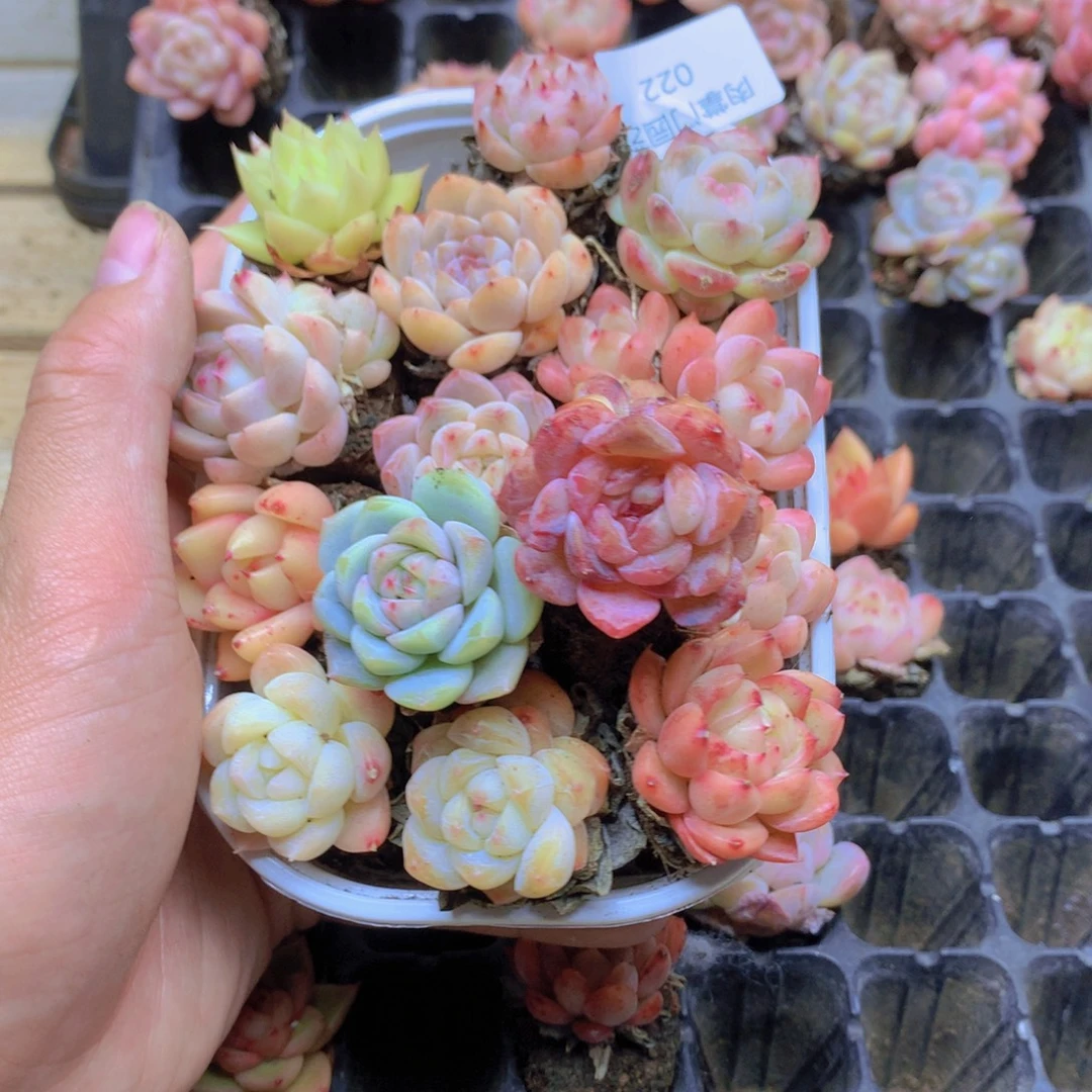 我要去看你了啊022