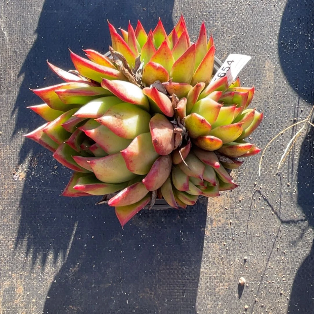 无花朵若茹东云单拍E654