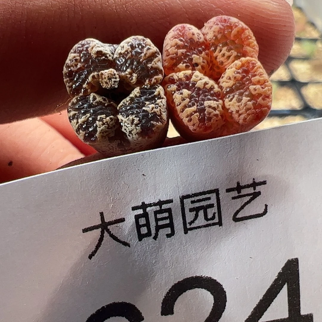 一物一拍钻蝶(蝴蝶×泡泡)624