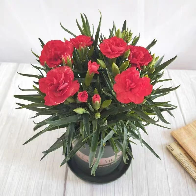 康乃馨四季开花盆栽带花苞发货