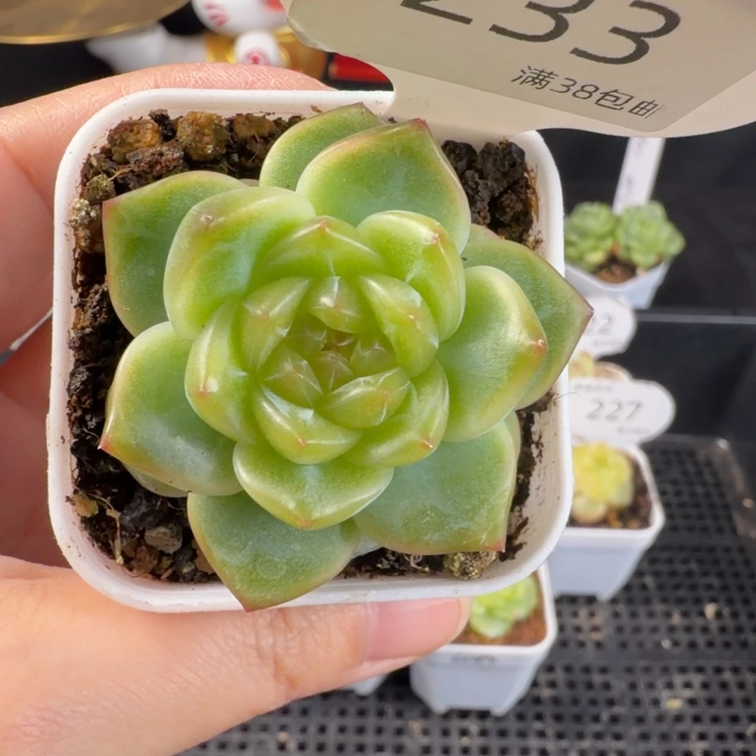 珍妮优选单头一颗233号