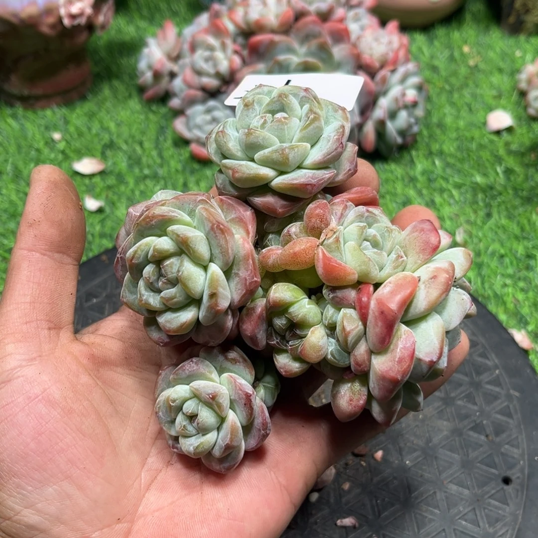 沫专拍冰玉老庄群生寄养