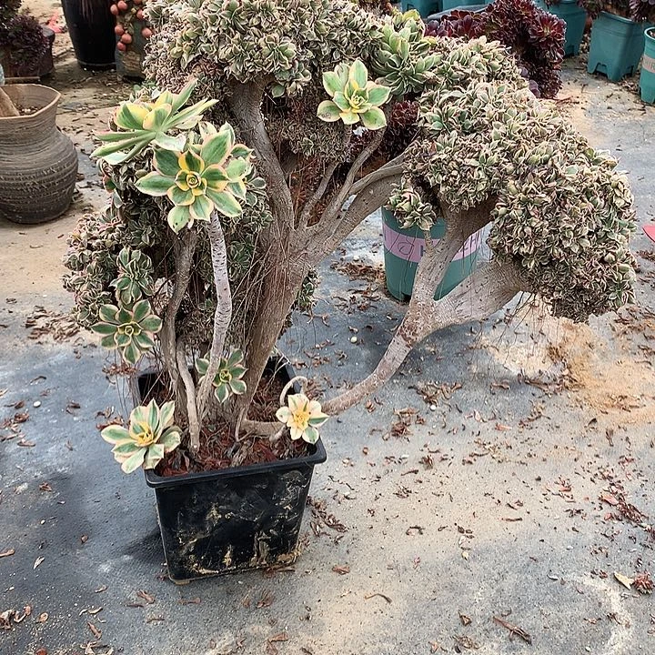 王***耀灿烂朵朵脱土发货啊