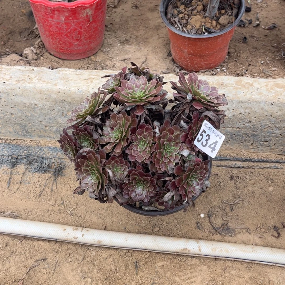 黑铜壶534不包断枝