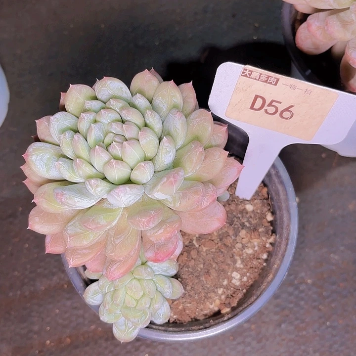 咕***?百达翡丽一物一拍D56