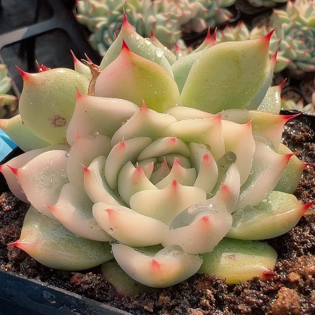 吉娃娃锦，宽覆轮锦