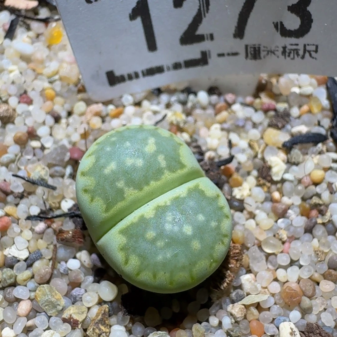 zzzz精品生石花1273