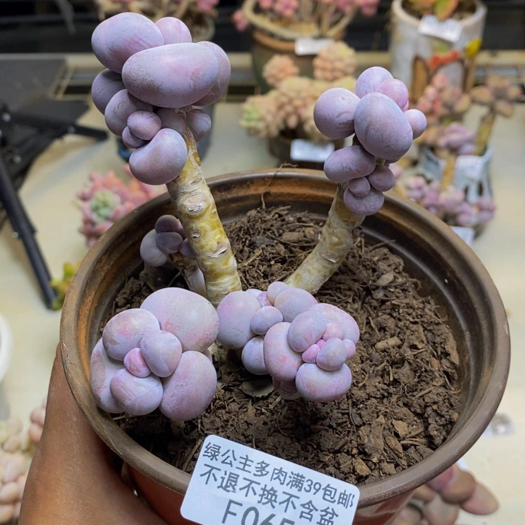 065芭比奶多肉7c m