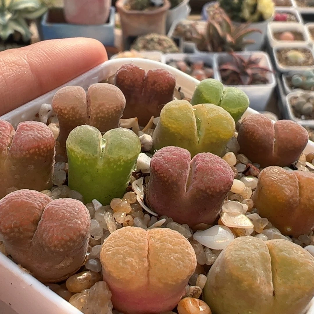 乐*～766多肉植物百科