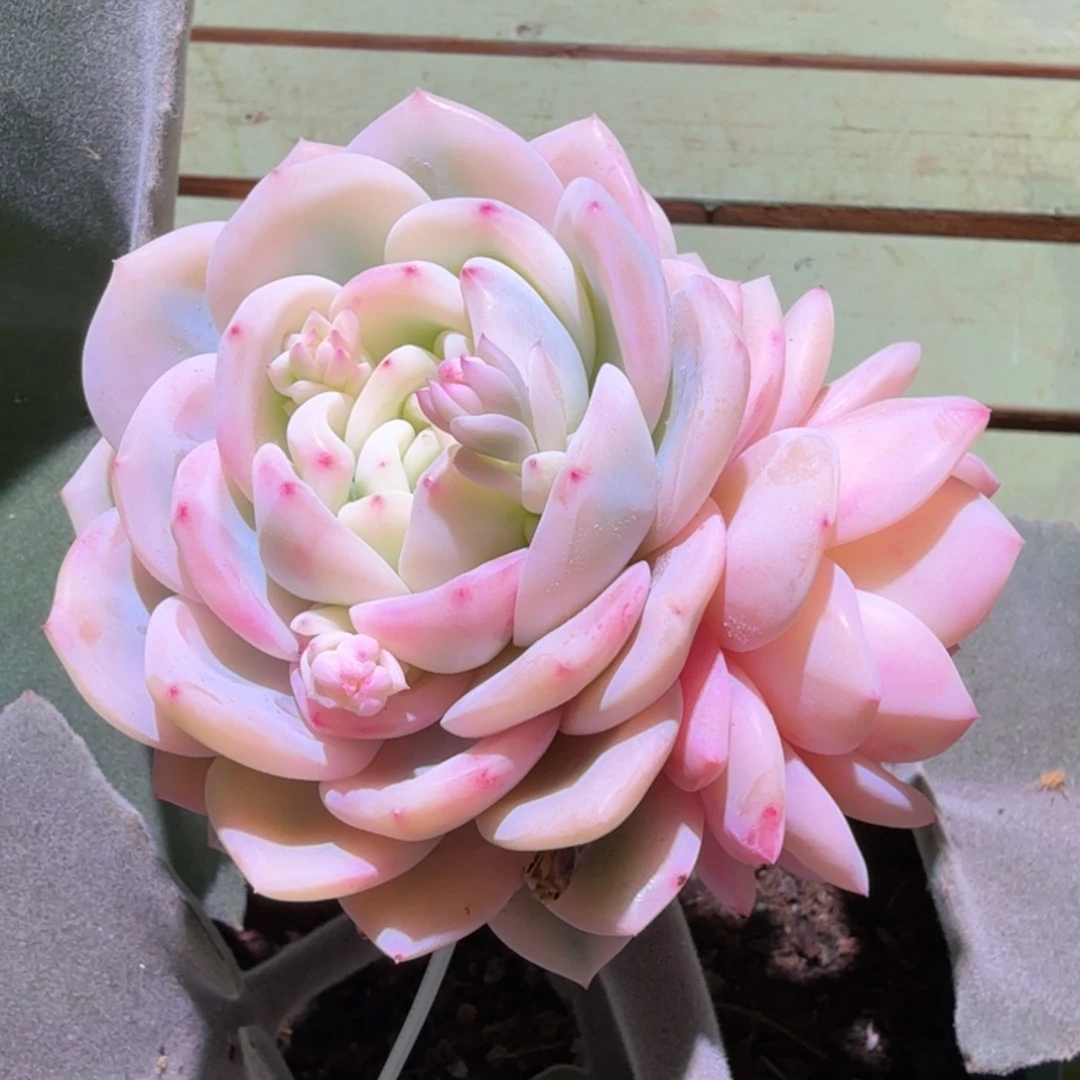 梦露宽锦，锦上园艺一物一拍