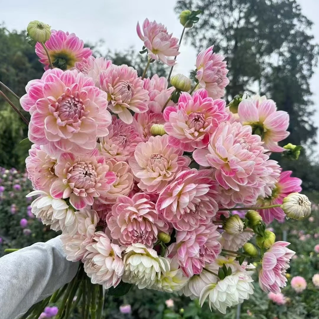 【凯尔盖安】花苗，穴盘苗，多年生大丽花