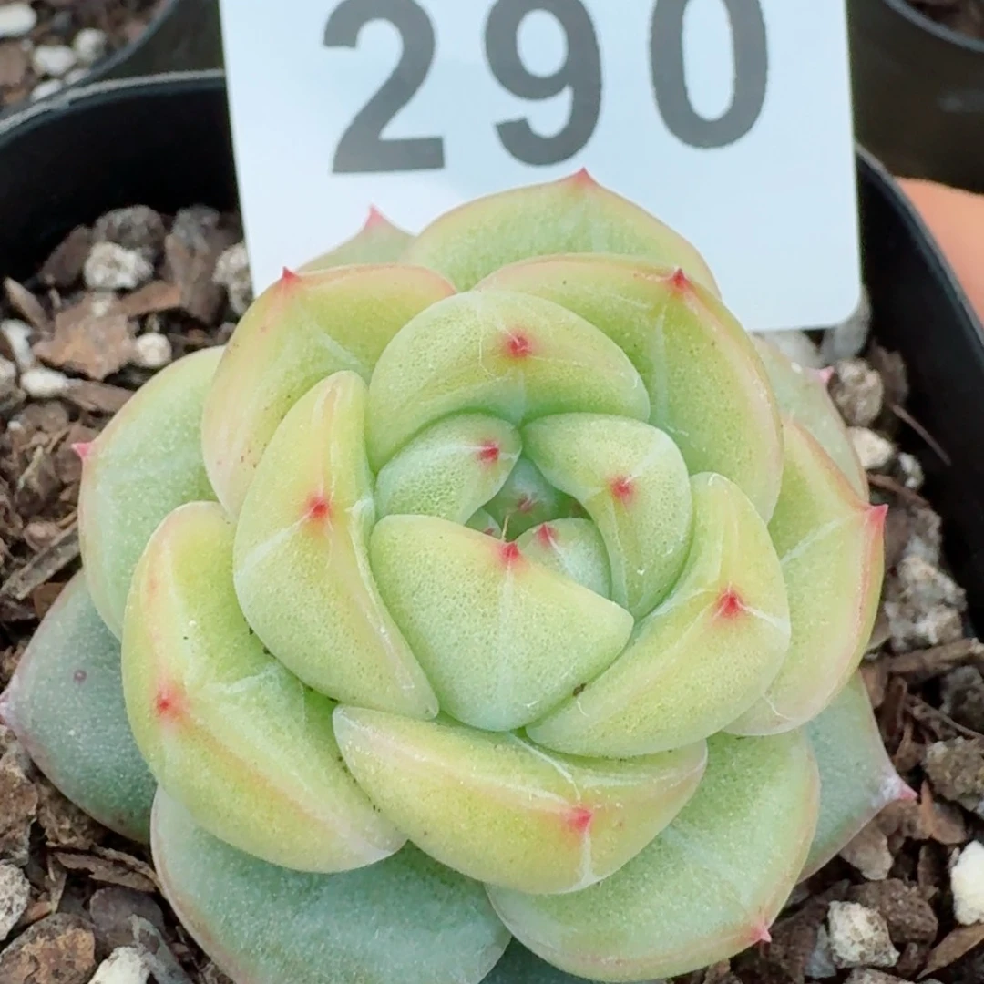 海洋之心         精品多肉