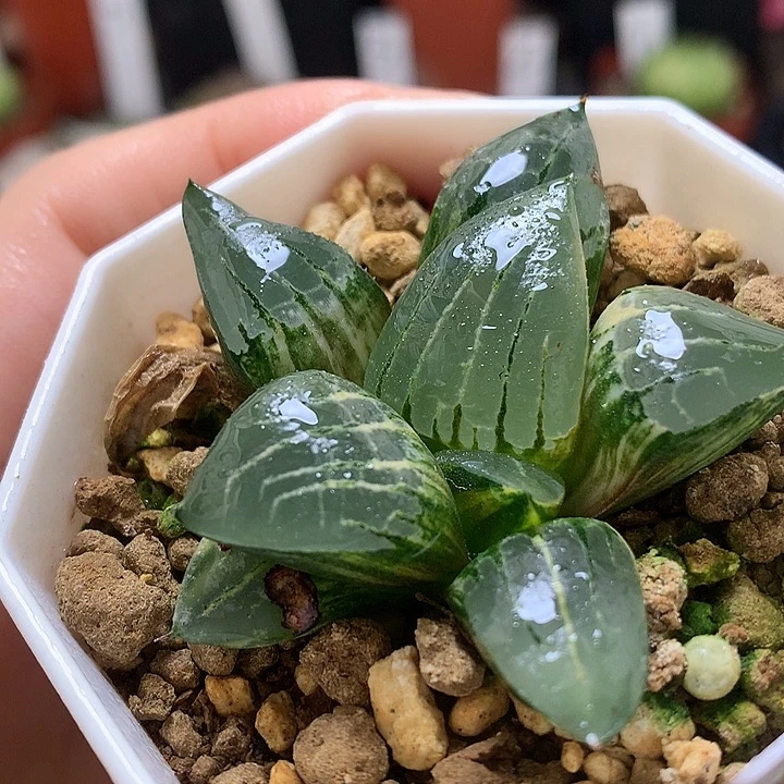 冰河寿锦带盆土发货