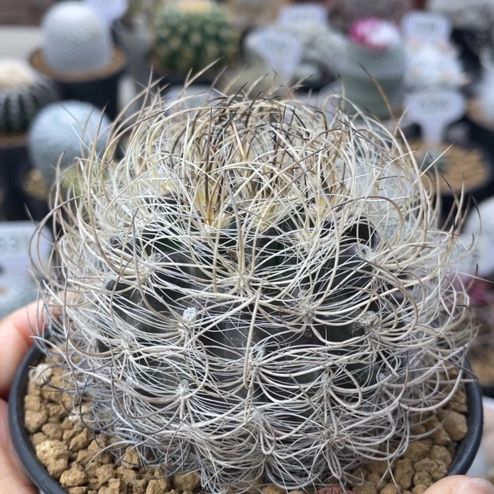 银翁玉        实生根