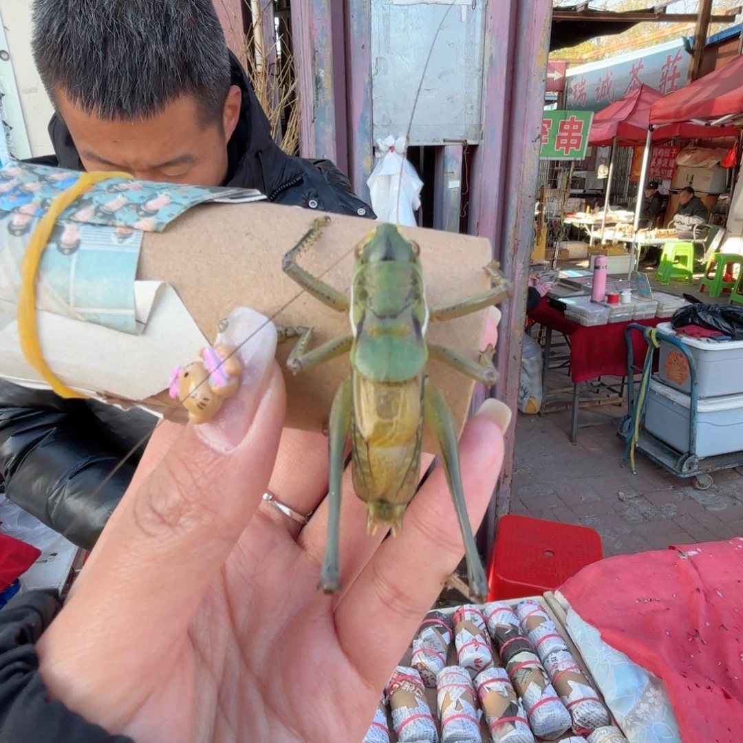 啵***叽蝈蝈蝈蝈福福价格