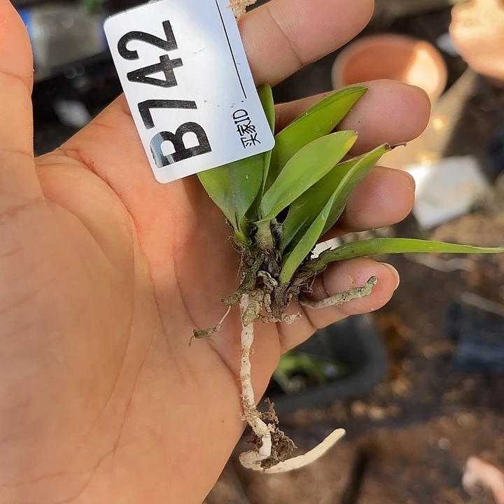 完全开放舒罗卡特兰