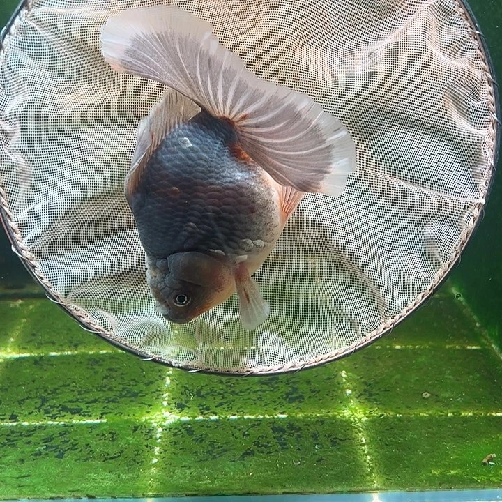 金鱼百褶泰狮压成6