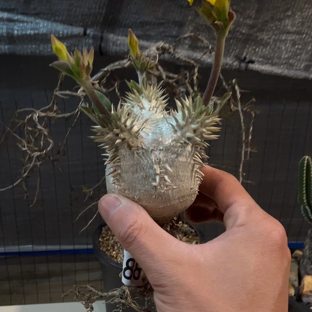 眼**植488大黑块根植物脱土发货