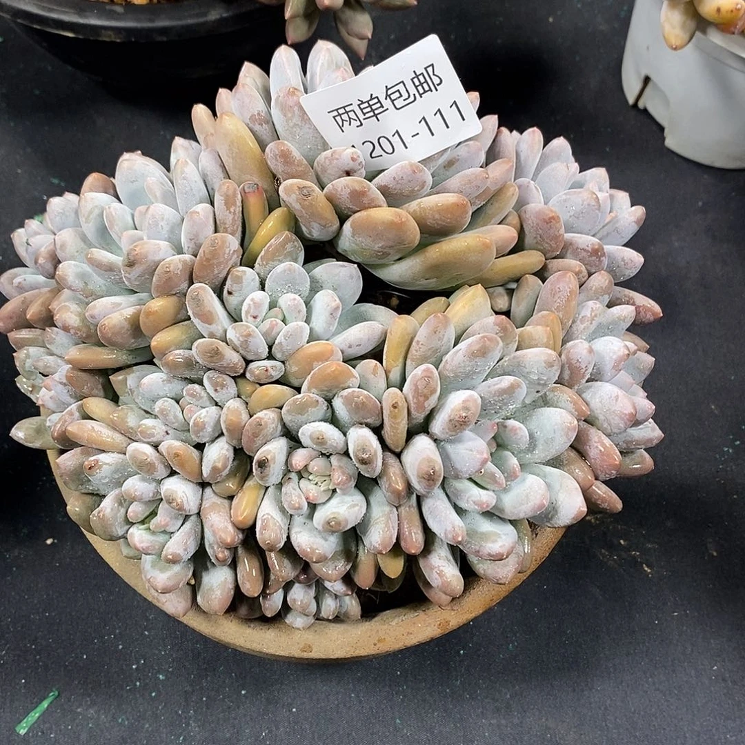 酸奶多肉 桃花奶111