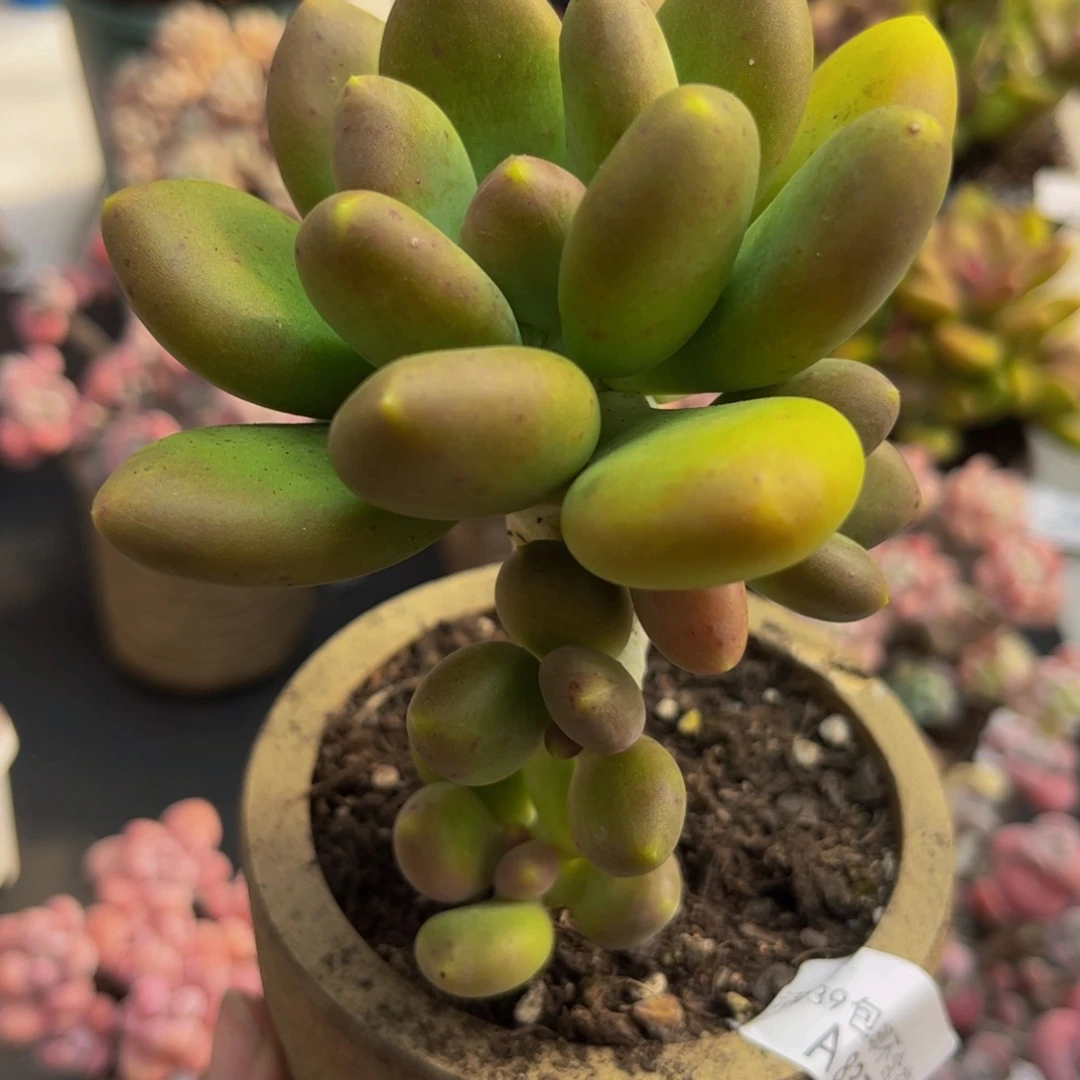 837芒果奶9cm多肉植物