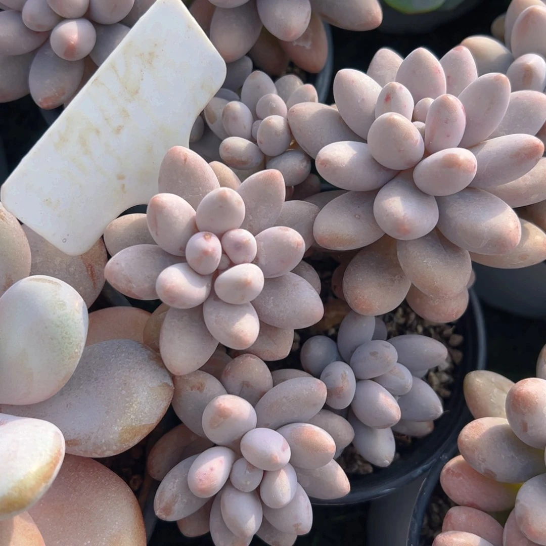 福利来了来了来了来啦来了