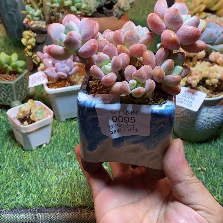 0095啊啊啊啊啊啊啊啊啊啊