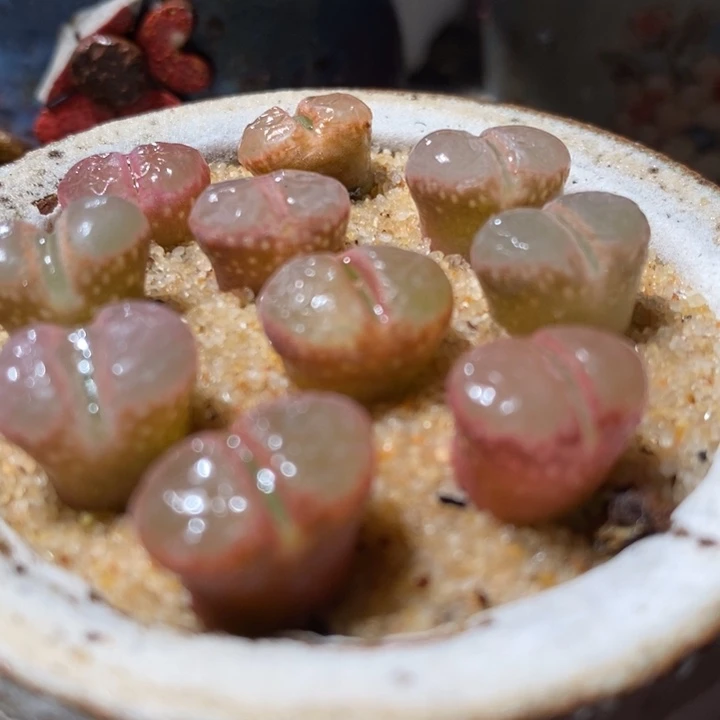 日系原株风铃1颗买1送1