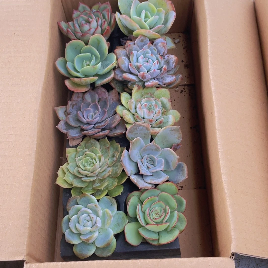 10颗-1号约4-5厘米