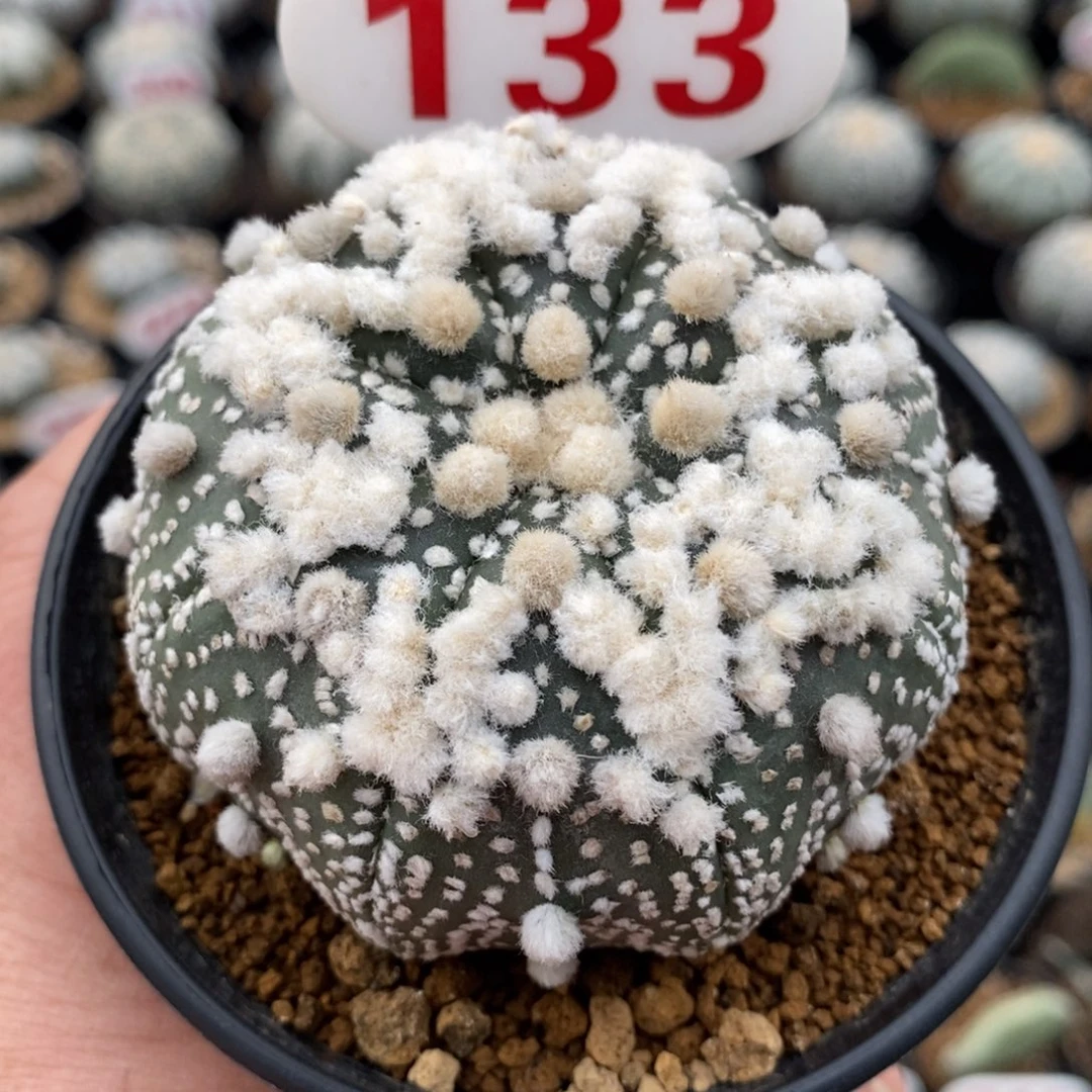 133顶绒高绒花园