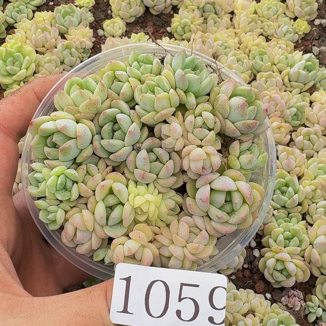 多肉植物多肉植物1059