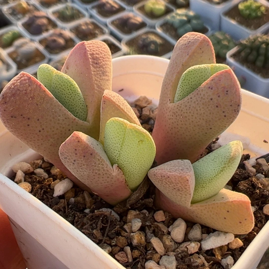 625多肉植物种类多样