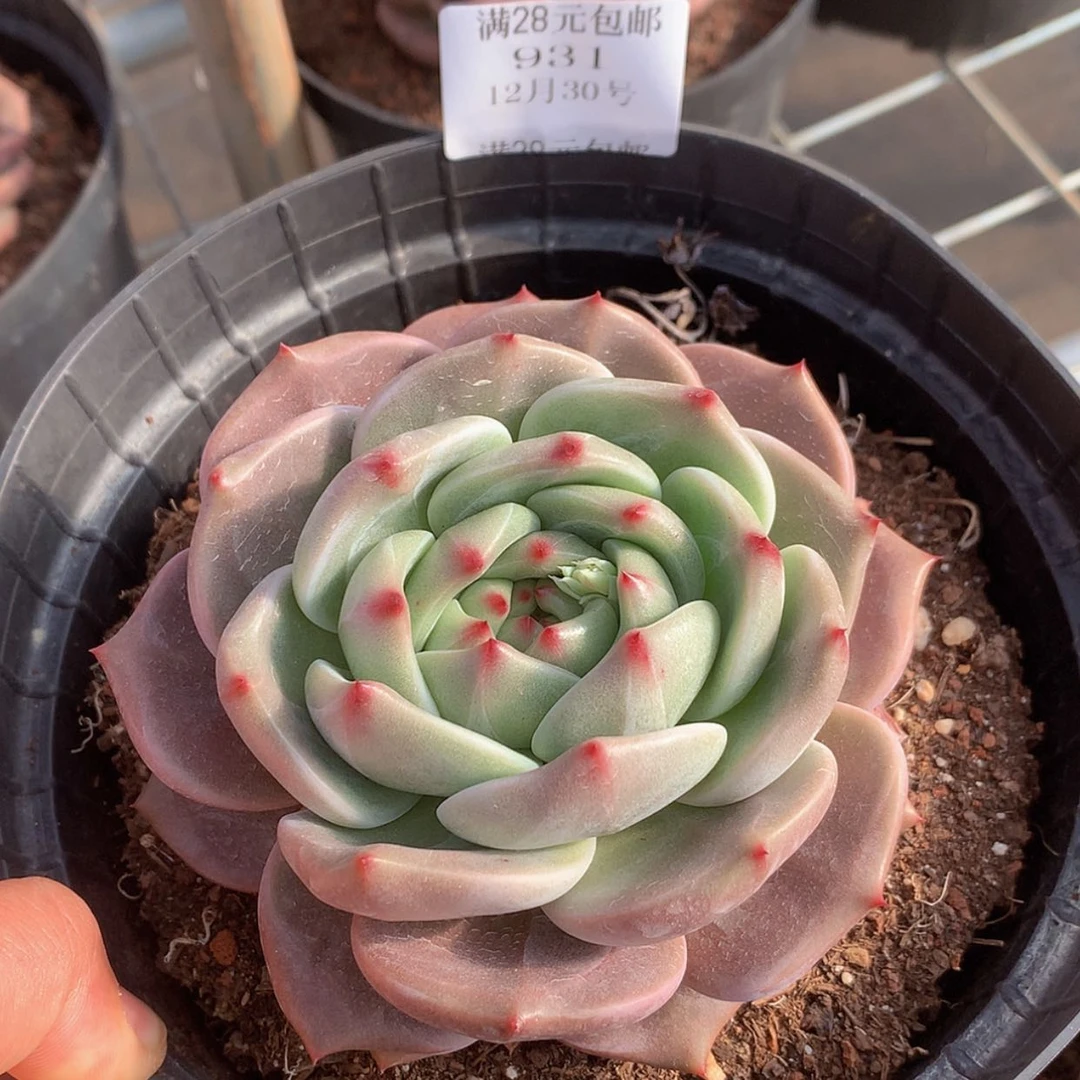 【闪购商品】云931号十厘米