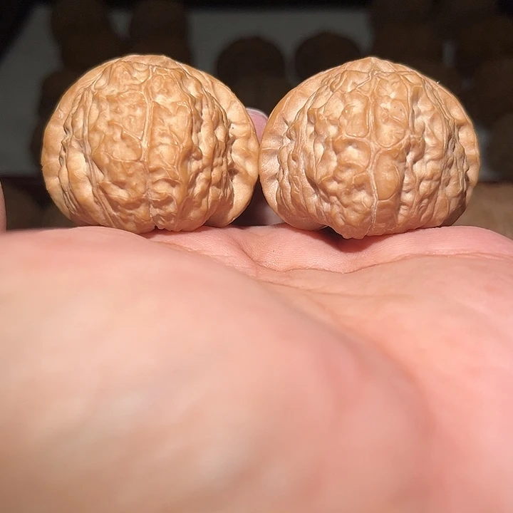 木43精品无克差南瓜敦。