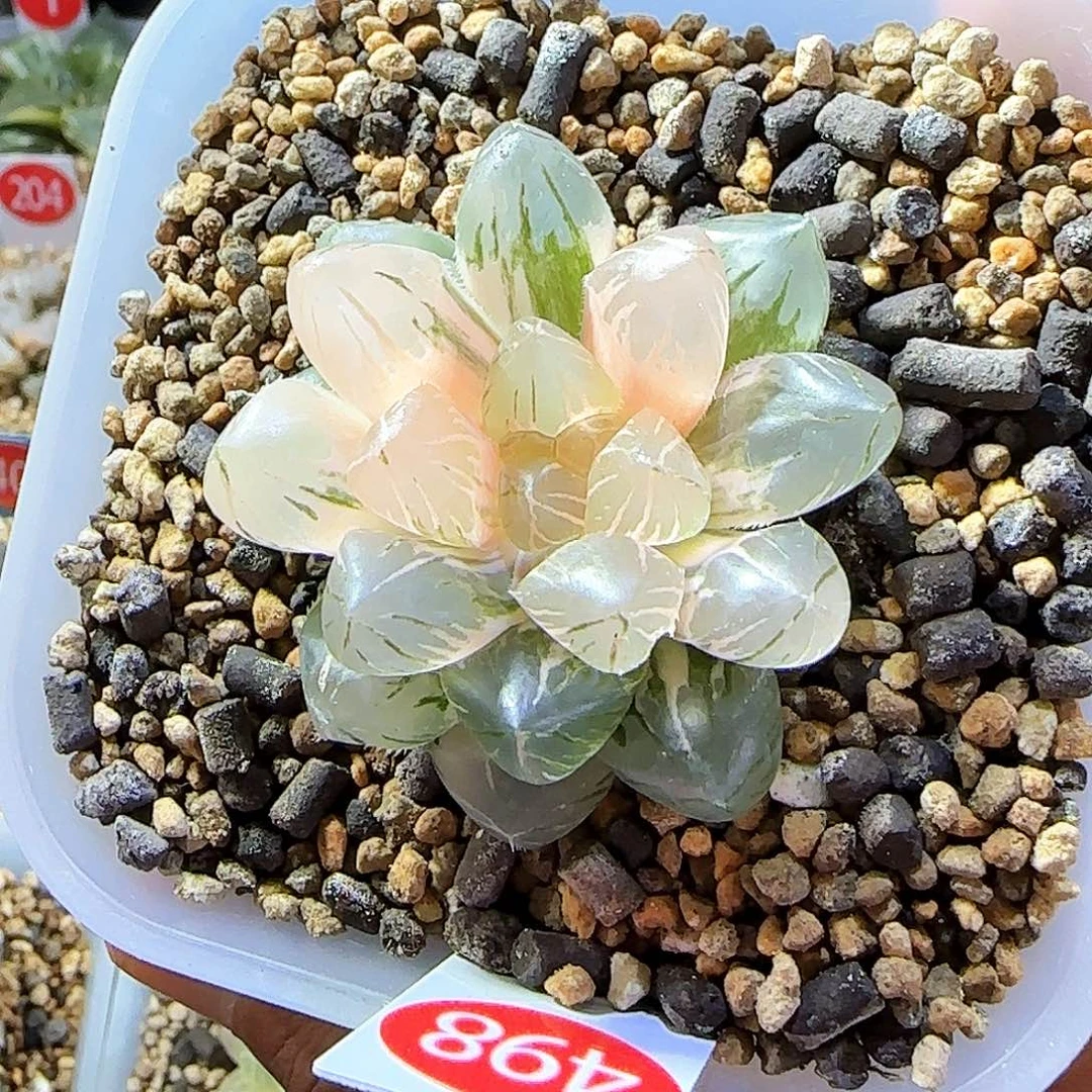 498号 om糊斑趋势 5.5 厘米左右一物一拍带盆土发货