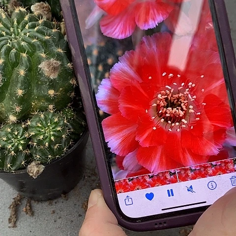 百褶裙丽花，258990