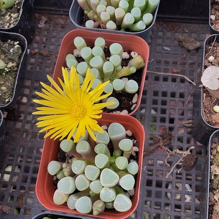 五十铃玉带盆土发货