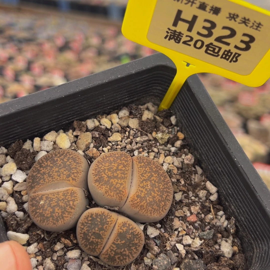 323 生石花大群生大群生