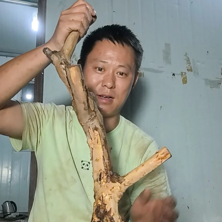 呃***呃无花朵盆景素材拍品