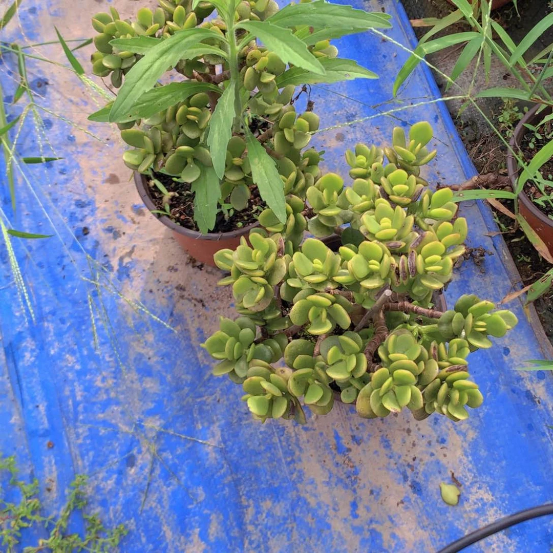 姬红花月2个快递