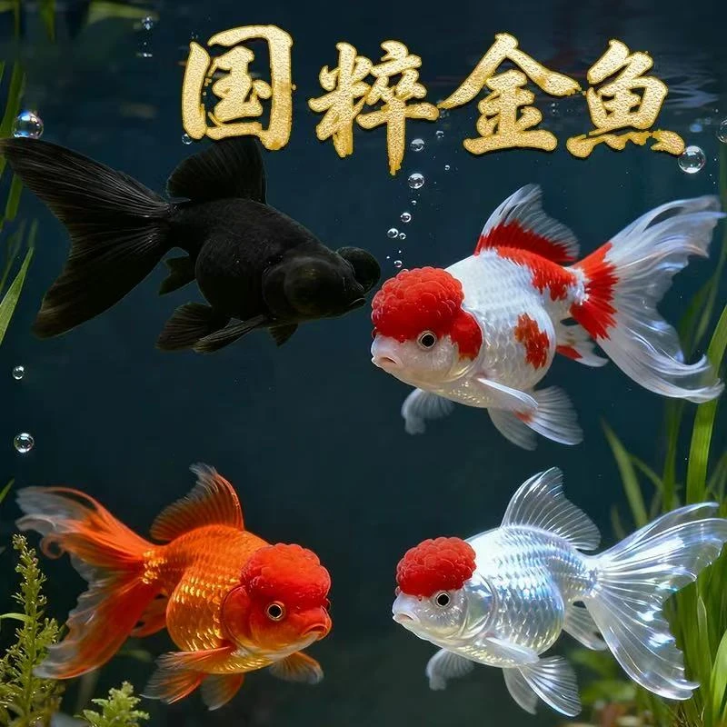 【满缸礼包】精品冷水观赏金鱼新手好养丹顶红狮龙睛6-8厘米8条包邮