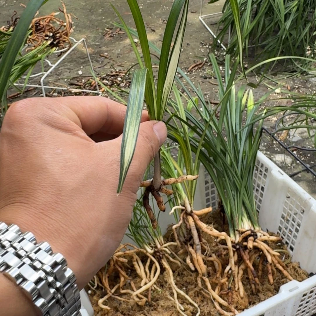 完全开放兰花春剑，