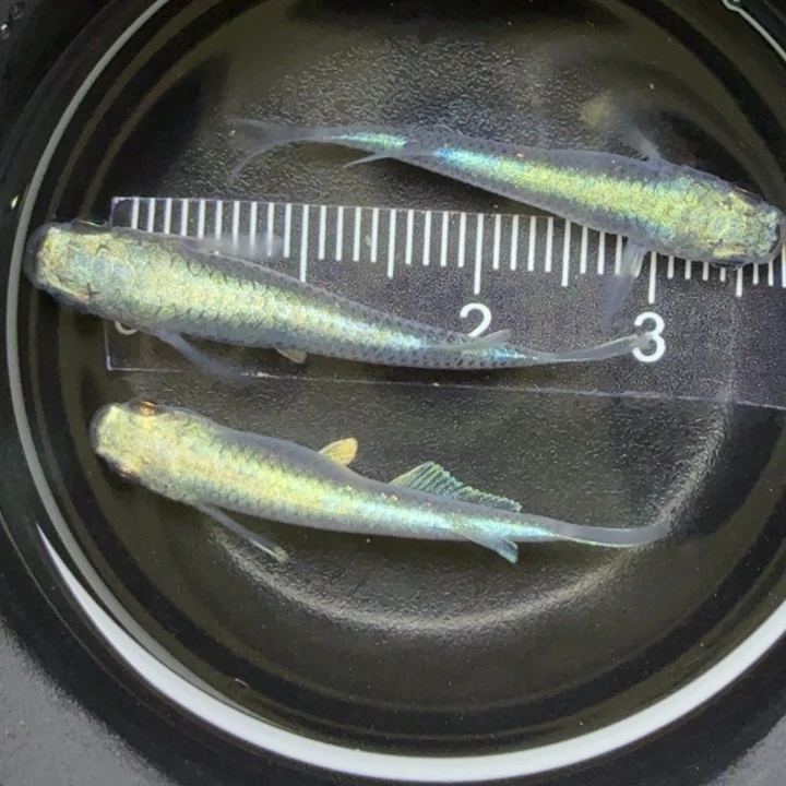 青鳉鱼黑干11号青鳉