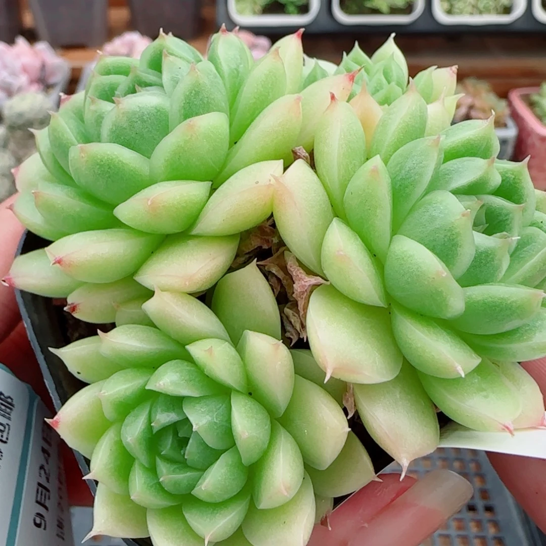 花语逸镜0924-136散