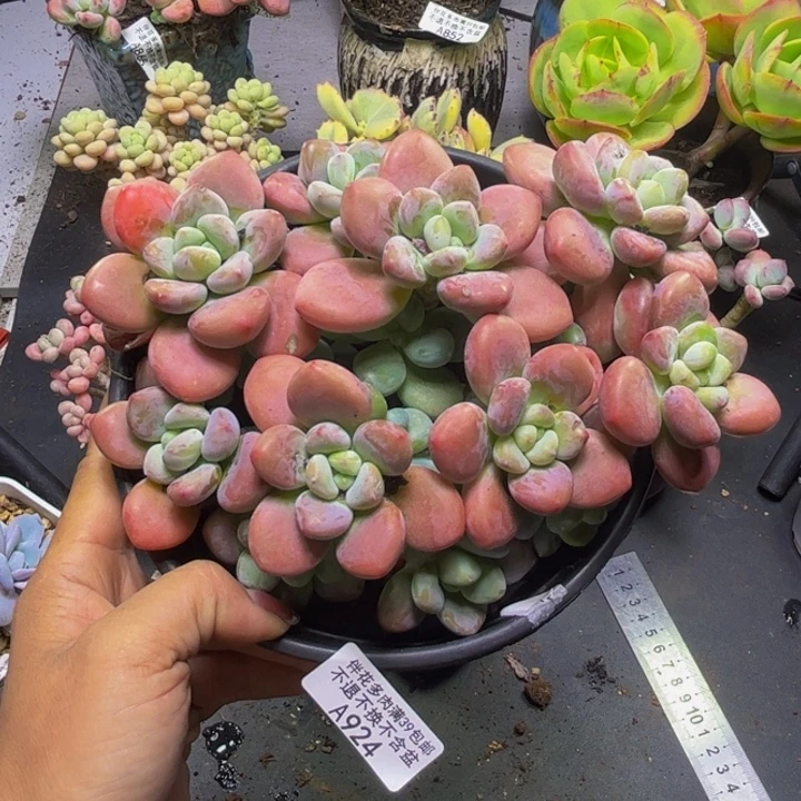 樱花洛神924/16cm多肉