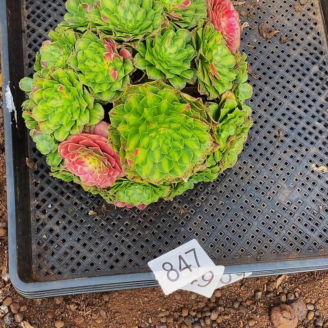 上古园艺多肉植物847