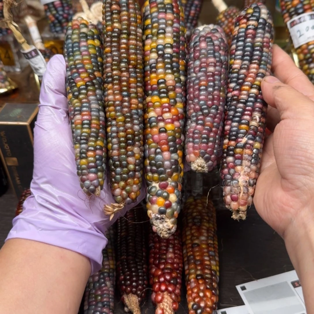 柏香籽/百香籽吊坠?****?